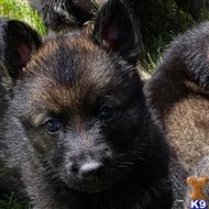 german shepherd puppy posted by Highlander Bluff K9